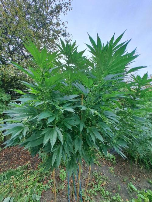 OUT Cookies Gelato CLONE. Week 20 - DAY139 (35 days of bloom) Plant #2