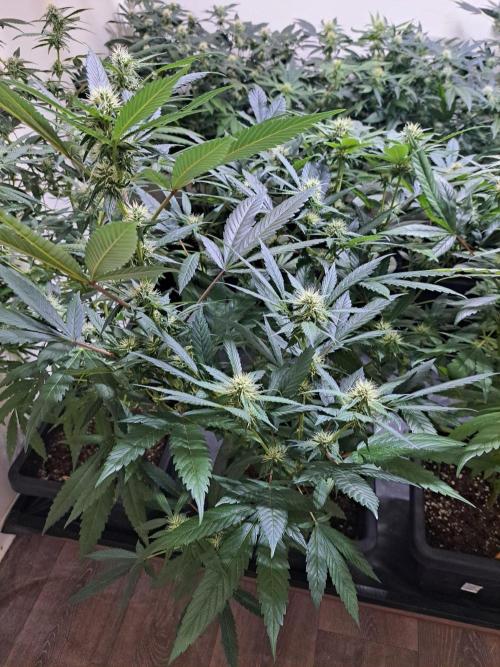 Amnesia Haze Go Fast CLONES. Week 13 - DAY96 (17 days bloom) Plant #1