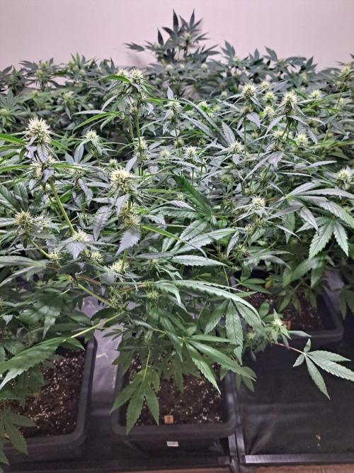 Amnesia Haze Go Fast CLONES. Week 13 - DAY96 (17 days bloom) Plant #2