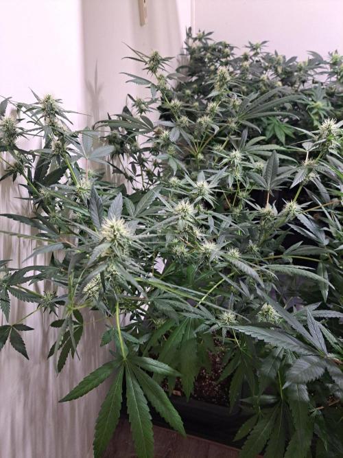 Amnesia Haze Go Fast CLONES. Week 13 - DAY96 (17 days bloom) Plant #3
