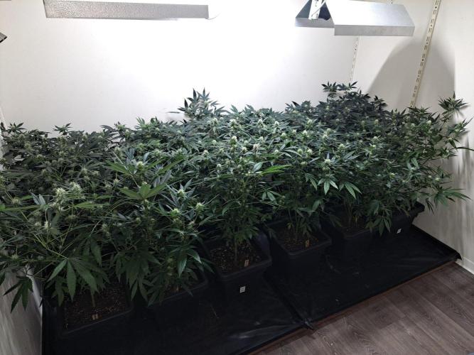 Clementine Slush CLONES. Week 13 - DAY96 (17 days bloom) All plants (5 different strains)