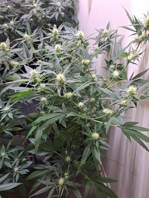 Clementine Slush CLONES. Week 13 - DAY96 (17 days bloom) Plant #1