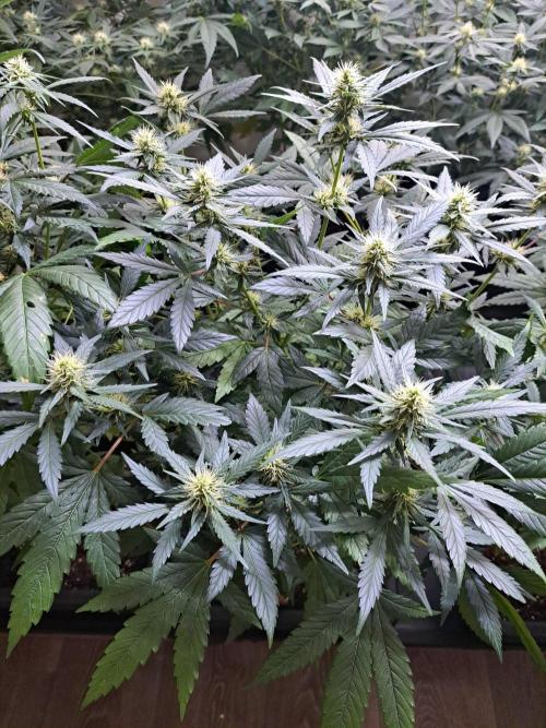 Clementine Slush CLONES. Week 13 - DAY96 (17 days bloom) Plant #2