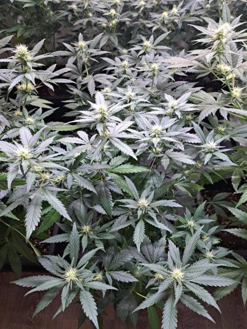 Clementine Slush. Week 13