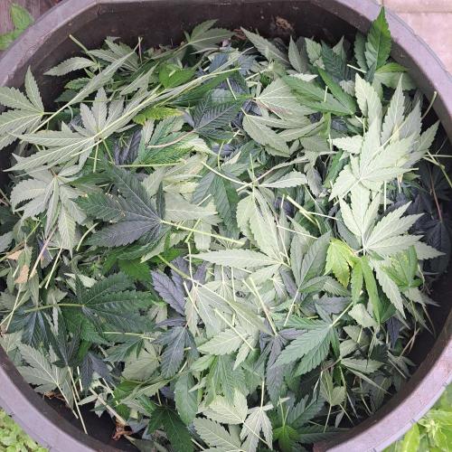 Clementine Slush CLONES. Week 13 - DAY96 (17 days bloom) After defoliation