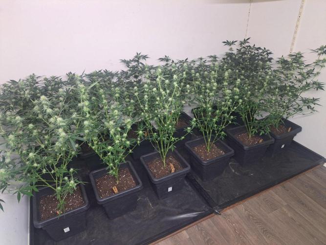 Clementine Slush CLONES. Week 13 - DAY96 (17 days bloom) After defoliation