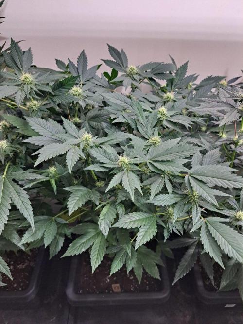 Zoap Rosé CLONES. Week 13 - DAY96 (17 days bloom) 