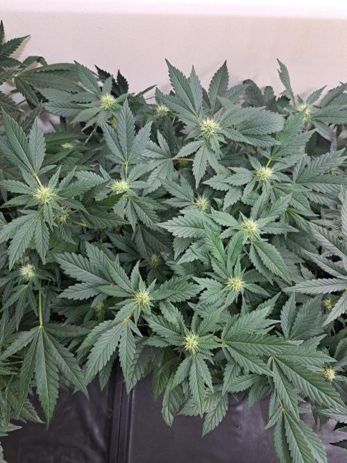 Zoap Rose. Week 14