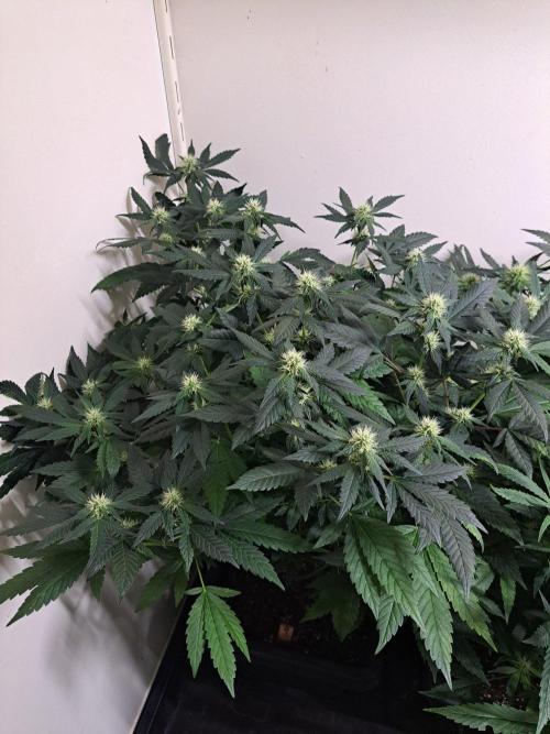 Sour Papaya CLONES. Week 13 - DAY96 (17 days bloom) Plant #1