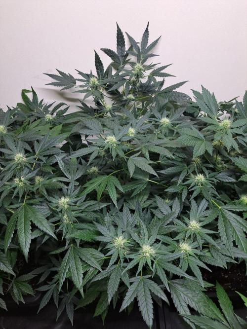 Sour Papaya CLONES. Week 13 - DAY96 (17 days bloom) Plant #2