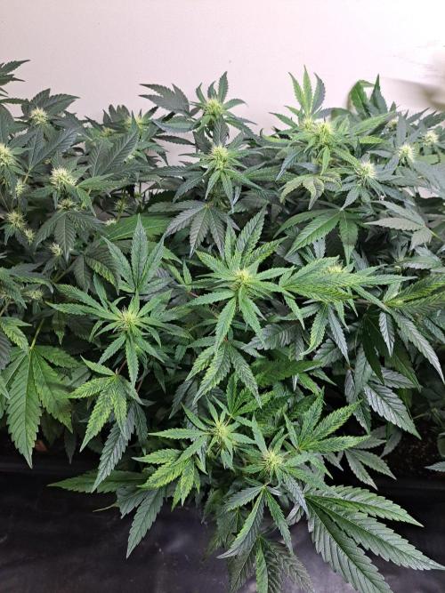 Sour Papaya CLONES. Week 13 - DAY96 (17 days bloom) Plant #3