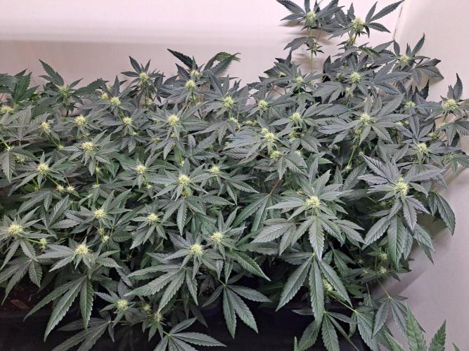 Permant Marker X Georgia Pie CLONES. Week 13 - DAY96 (17 days bloom) Plant #1 (right) & Plant #2 (left)