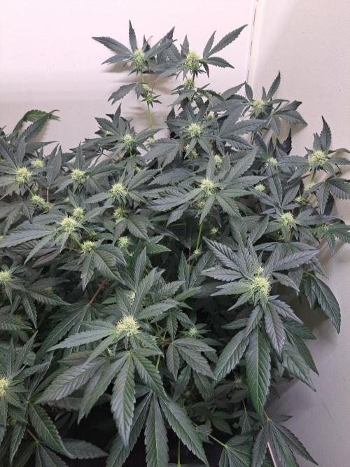Permant Marker X Georgia Pie CLONES. Week 13 - DAY96 (17 days bloom) Plant #1