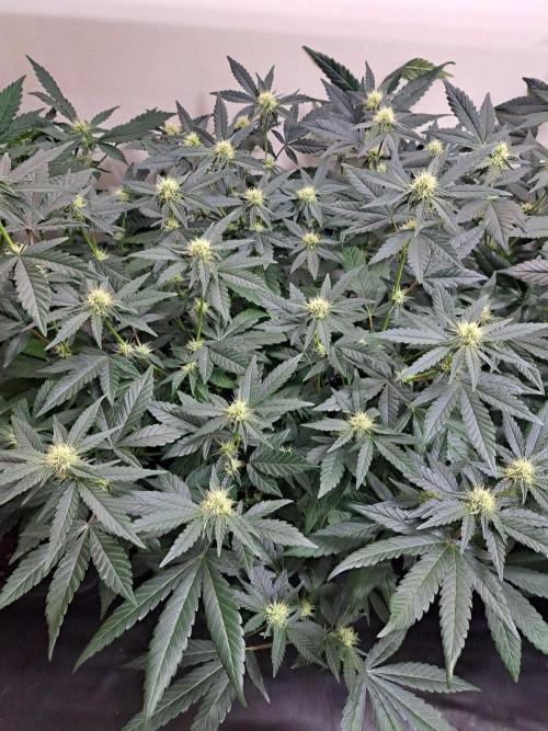 Permant Marker X Georgia Pie CLONES. Week 13 - DAY96 (17 days bloom) Plant #2