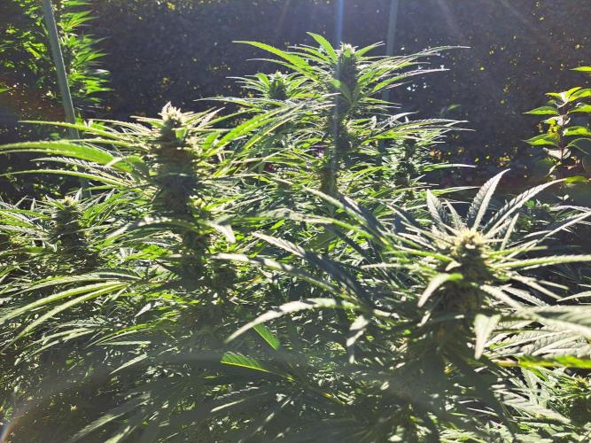 OUT Biscotti#7 CLONE. Week 21 - DAY145 (48 days of bloom) Plant #1