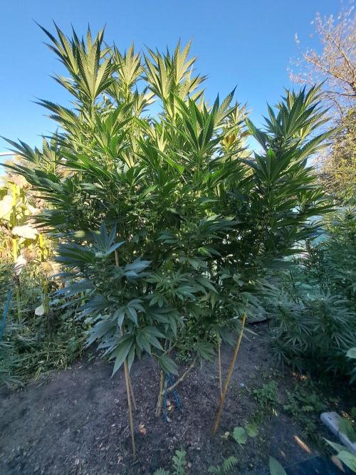 OUT Cookies Gelato CLONE. Week 21 - DAY145 (48 days of bloom) Plant #1