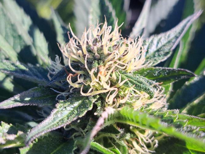 OUT Cookies Gelato CLONE. Week 21 - DAY145 (48 days of bloom) Plant #1