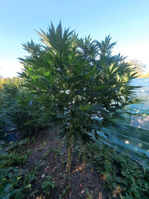 OUT Cookies Gelato CLONE. Week 21 - DAY145 (48 days of bloom) Plant #2