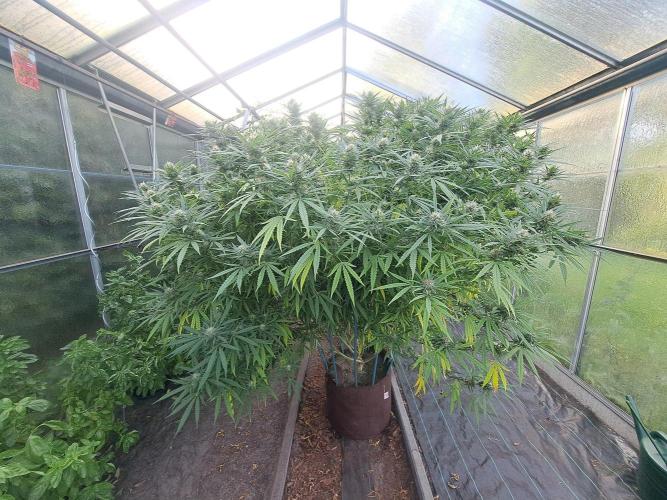 GH Biscotti#7 Zamnesia CLONE. Week 32 - DAY227 (49 days bloom)