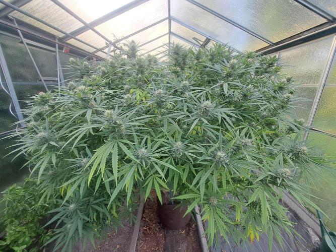 GH Biscotti#7 Zamnesia CLONE. Week 32 - DAY227 (49 days bloom)