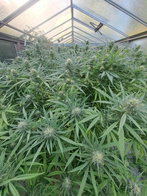 GH Biscotti#7 Zamnesia CLONE. Week 32 - DAY227 (49 days bloom)