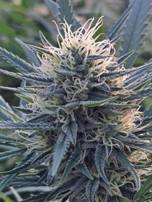 GH Biscotti#7 Zamnesia CLONE. Week 32 - DAY227 (49 days bloom)