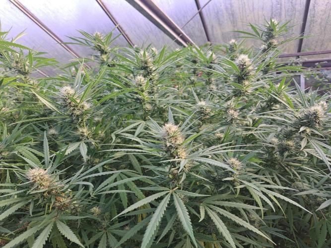 GH Biscotti#7 Zamnesia CLONE. Week 32 - DAY227 (49 days bloom)