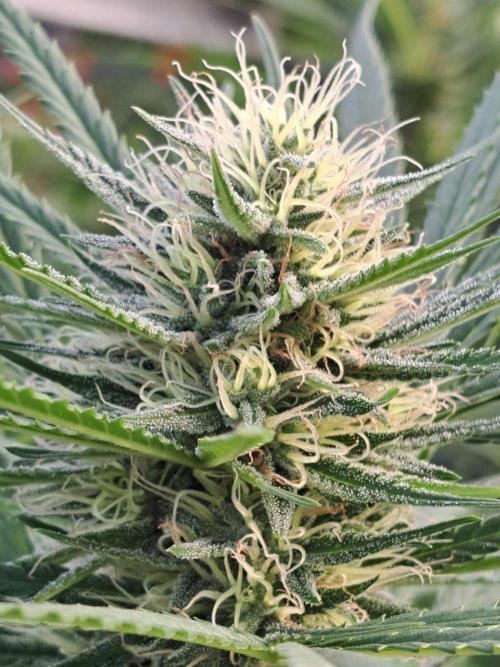 Biscotti. Week 32