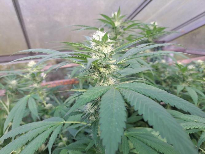GH Cookies Gelato CLONE. Week 31 - DAY224 (43 days bloom)
