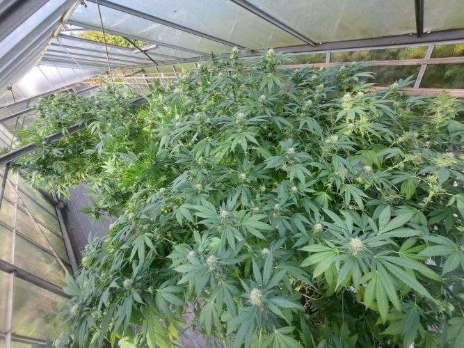 GH Cookies Gelato CLONE. Week 31 - DAY224 (43 days bloom)
