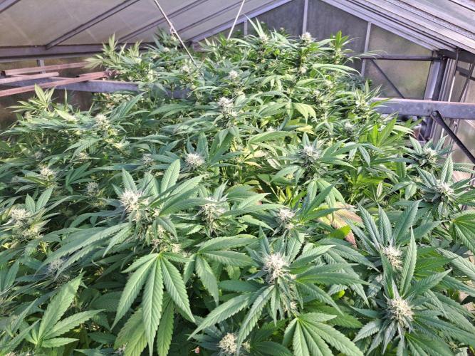 GH Cookies Gelato CLONE. Week 31 - DAY224 (43 days bloom)