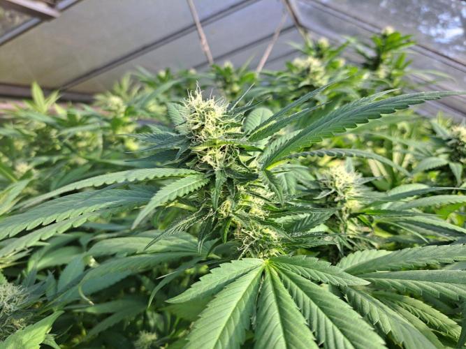 GH Cookies Gelato CLONE. Week 31 - DAY224 (43 days bloom)