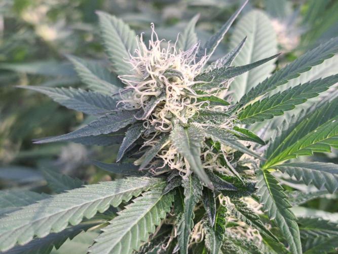 GH Cookies Gelato CLONE. Week 31 - DAY224 (43 days bloom)