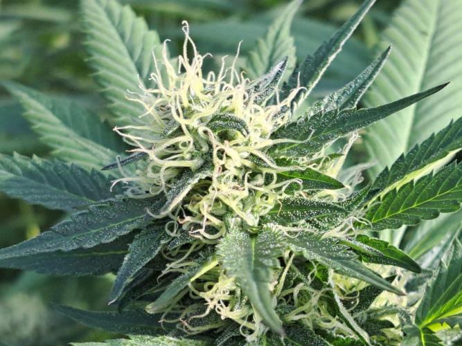 GH Cookies Gelato CLONE. Week 31 - DAY224 (43 days bloom)