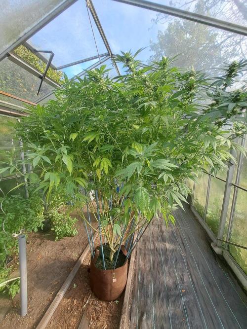 GH Cookies Gelato CLONE. Week 31 - DAY224 (43 days bloom) Plant #1