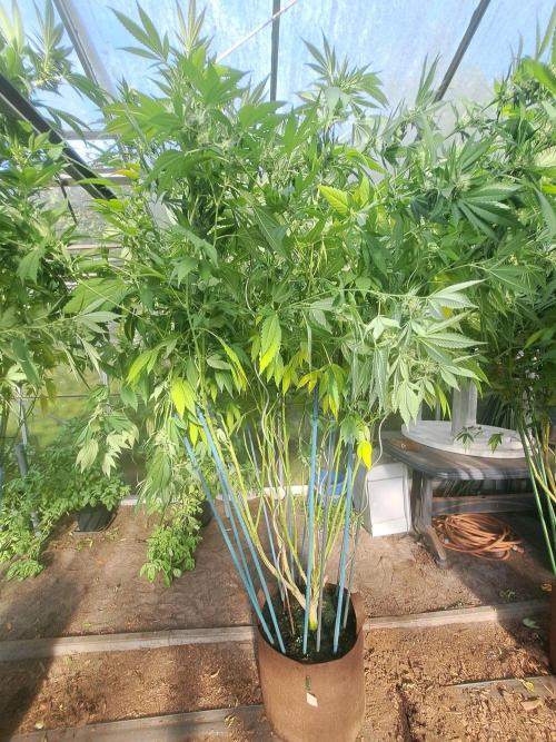 GH Cookies Gelato CLONE. Week 31 - DAY224 (43 days bloom) Plant #2
