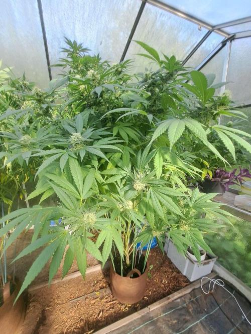 Cookies Gelato. Week 31