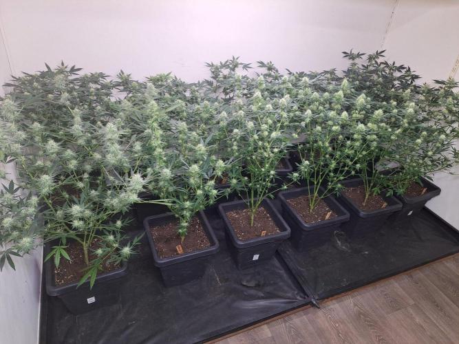 Amnesia Haze Go Fast CLONES. Week 14 - DAY105 (26 days bloom) All plants (5 different strains)