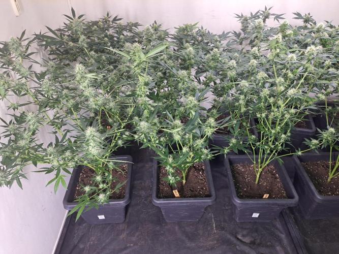 Amnesia Haze Go Fast CLONES. Week 14 - DAY105 (26 days bloom) Front row = 3x Amnesia Haze