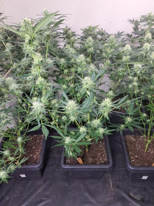 Amnesia Haze Go Fast CLONES. Week 14 - DAY105 (26 days bloom) Plant #1