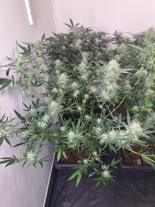 Amnesia Haze Go Fast CLONES. Week 14 - DAY105 (26 days bloom) Plant #3