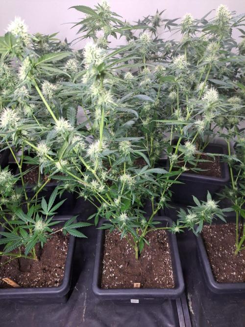 Amnesia Haze Go Fast CLONES. Week 14 - DAY105 (26 days bloom) Plant #2
