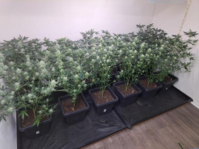 Clementine Slush CLONES. Week 14 - DAY105 (26 days bloom) All plants (5 different strains)