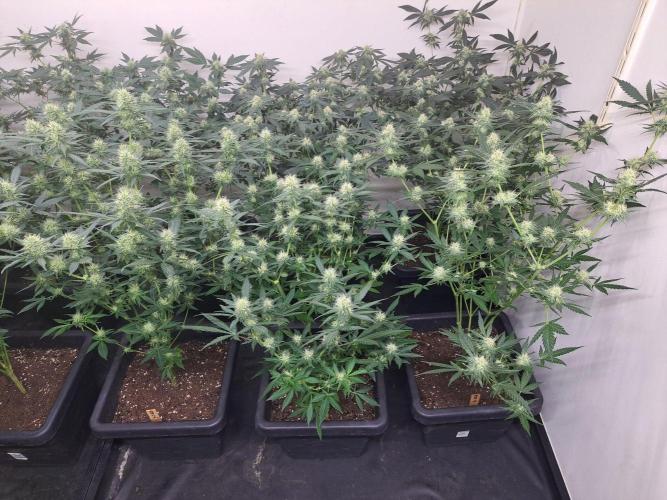 Clementine Slush CLONES. Week 14 - DAY105 (26 days bloom) Front row = 3x Clementine Slush
