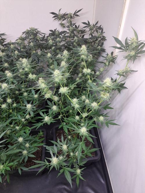 Clementine Slush CLONES. Week 14 - DAY105 (26 days bloom) Plant #1