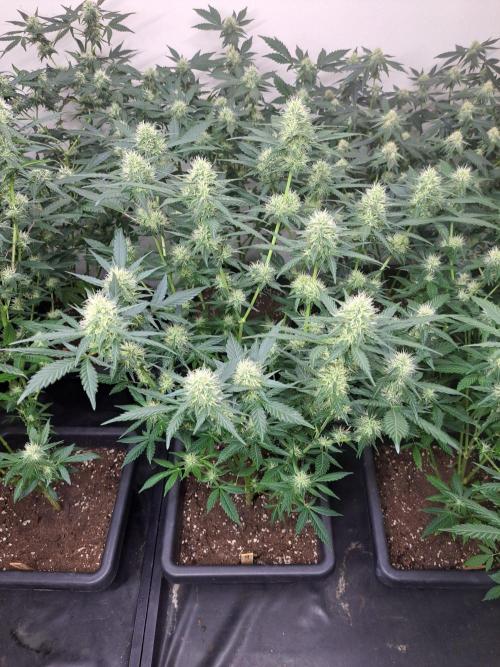 Clementine Slush CLONES. Week 14 - DAY105 (26 days bloom) Plant #2