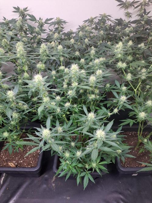 Clementine Slush. Week 14