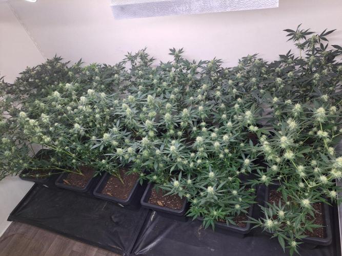 Zoap Rosé CLONES. Week 14 - DAY105 (26 days bloom) All plants (5 different strains)