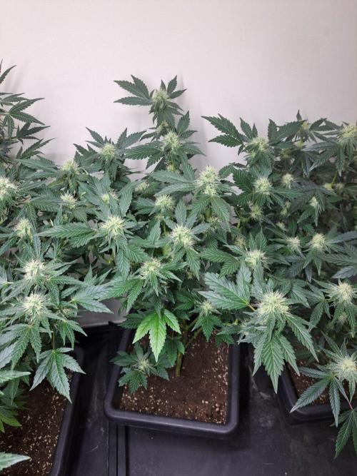 Zoap Rosé CLONES. Week 14 - DAY105 (26 days bloom) Zoap Rosé