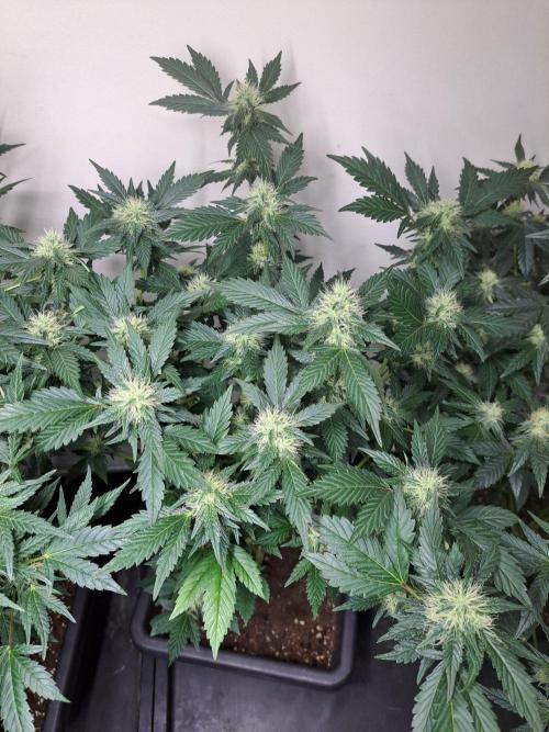 Zoap Rosé CLONES. Week 14 - DAY105 (26 days bloom) Zoap Rosé
